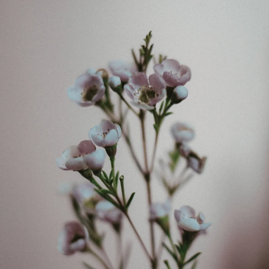 pretty flowers up close